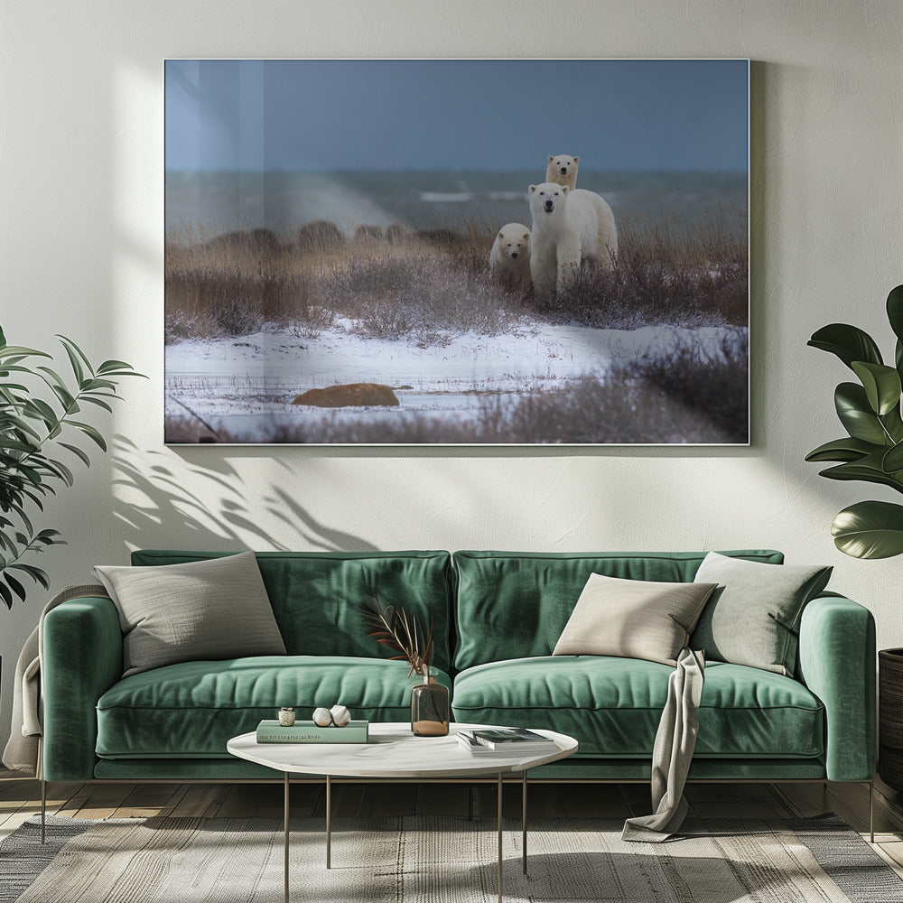 Art mural Ourse et ses oursons, baie d'Hudson en arrière-plan