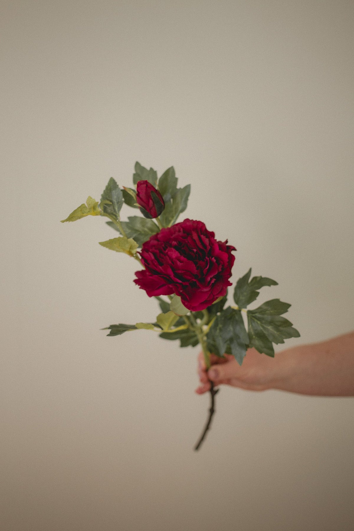 Mountain Peony