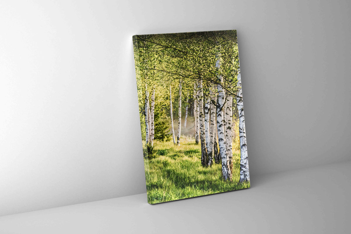 Art mural Bouleaux Impression sur toile beaux-arts.