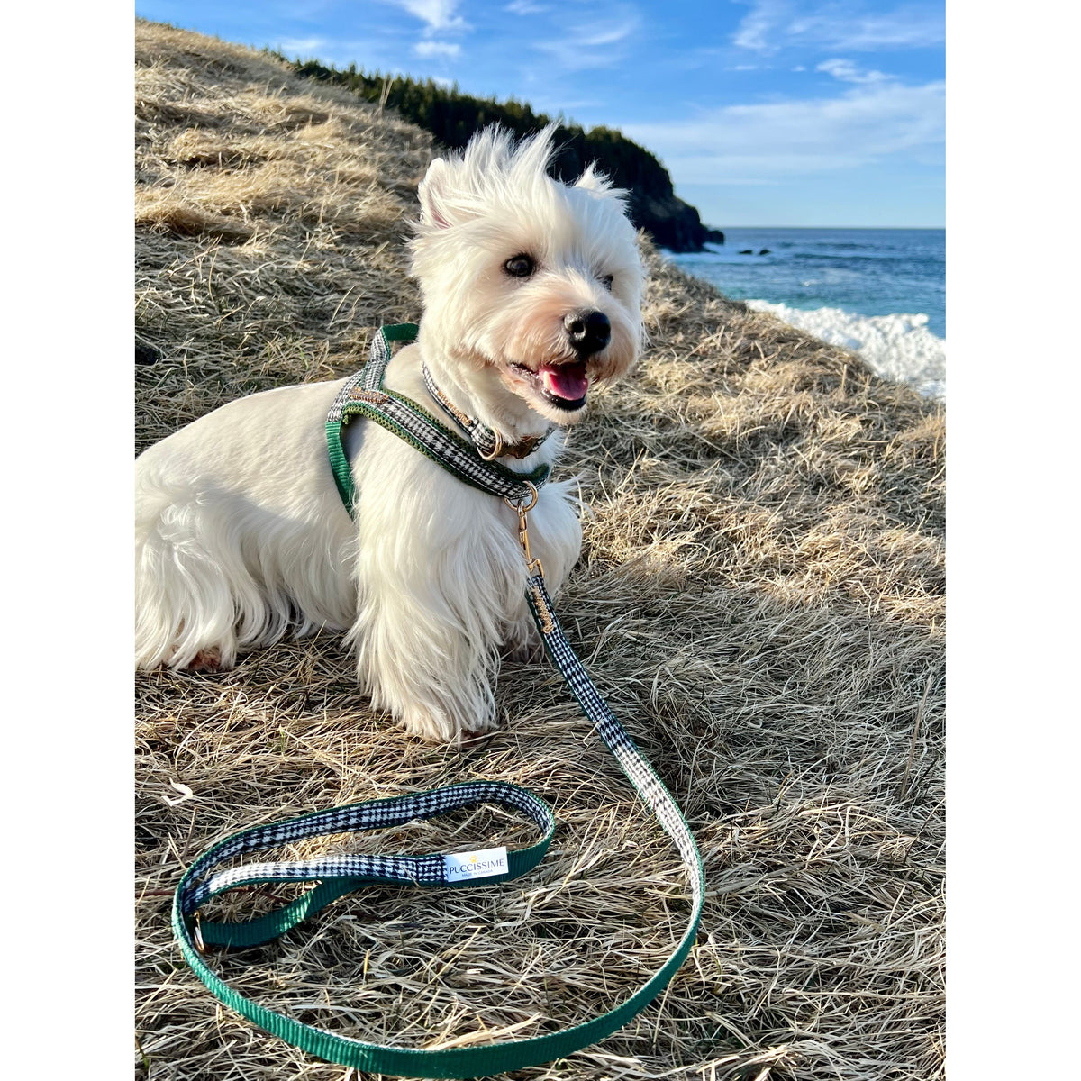 Laisse pour chien Fern avec rallonge mains libres