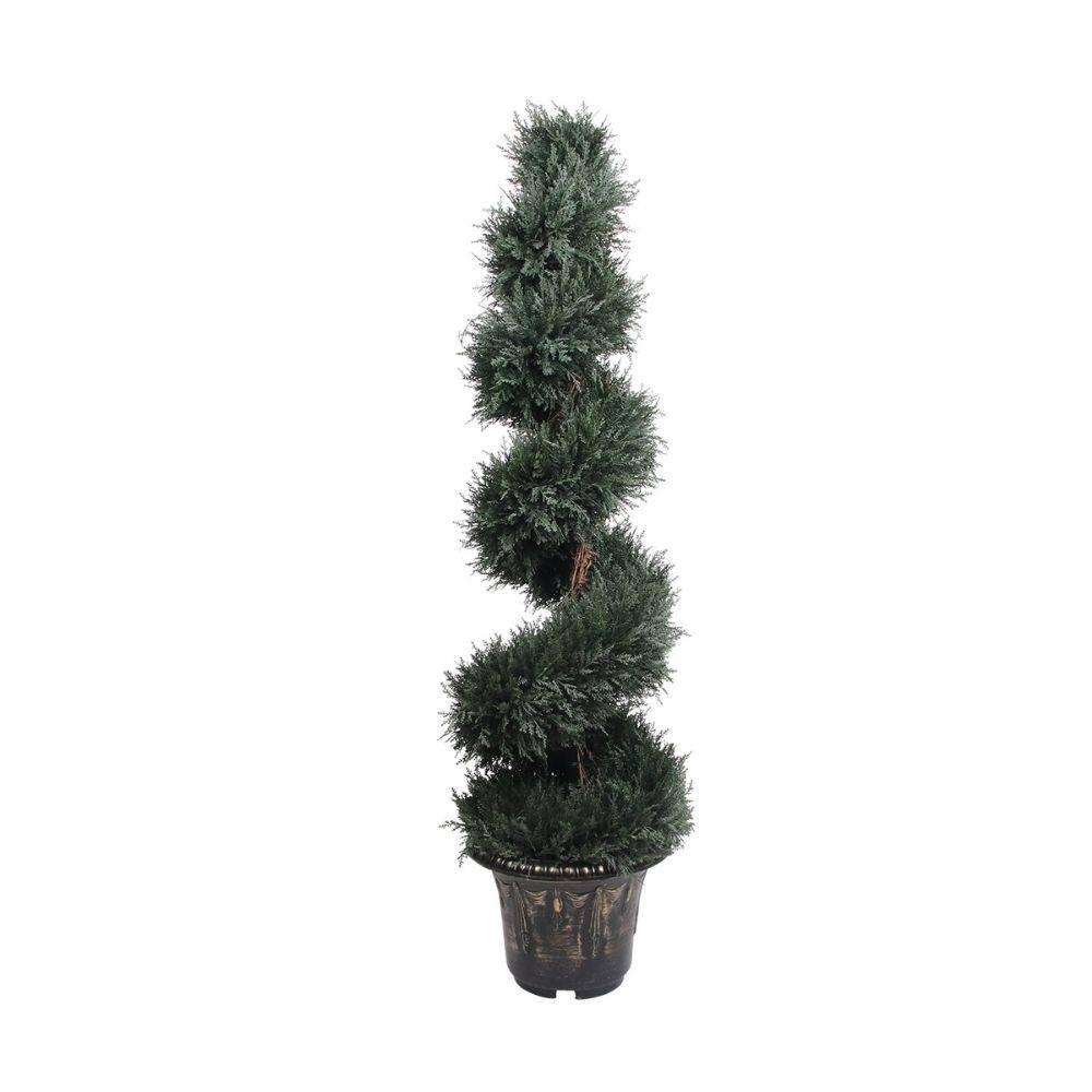 Plante d'Artifice Perth en Buis Spirale en Pot (Plusieurs Tailles)