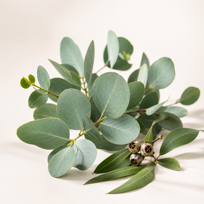 Amerindian #08 Eucalyptus Essential Oil