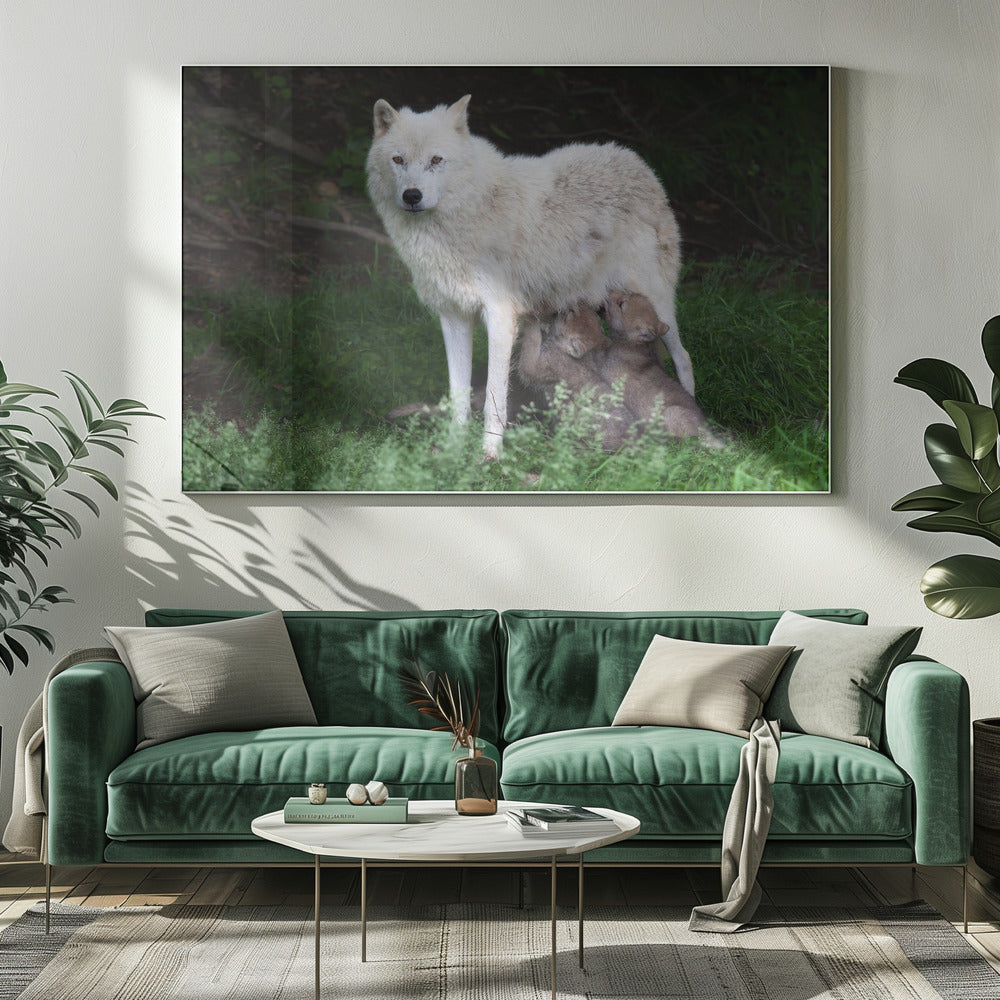 Décoration murale Loups arctiques - Remus et Romulus