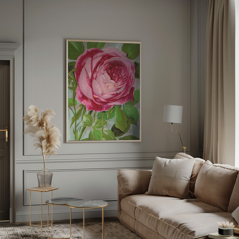 Art mural rose, lithographie de Madame John Laing