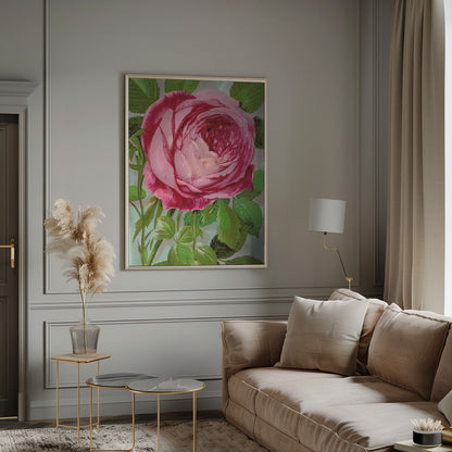 Art mural rose, lithographie de Madame John Laing