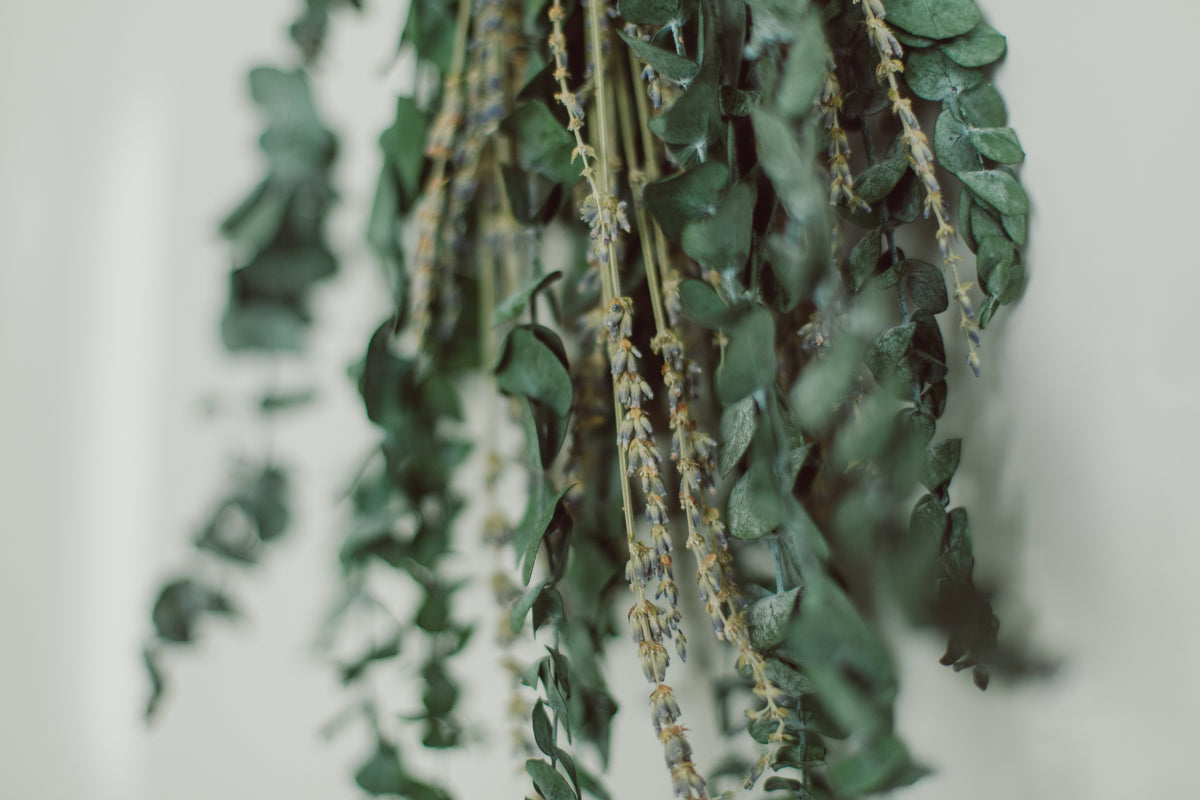 Eucalyptus Shower Bundle