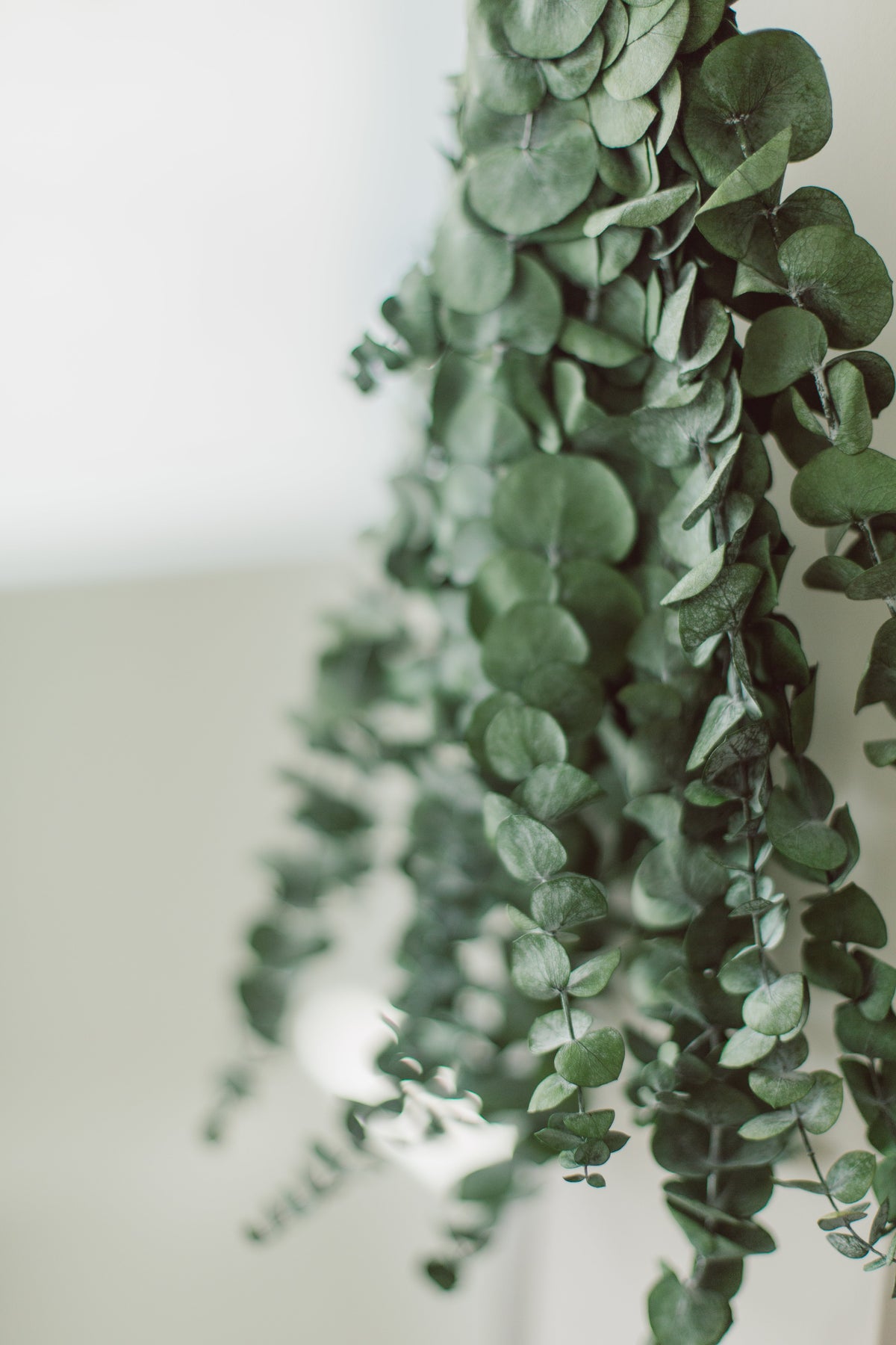 Eucalyptus Shower Bundle