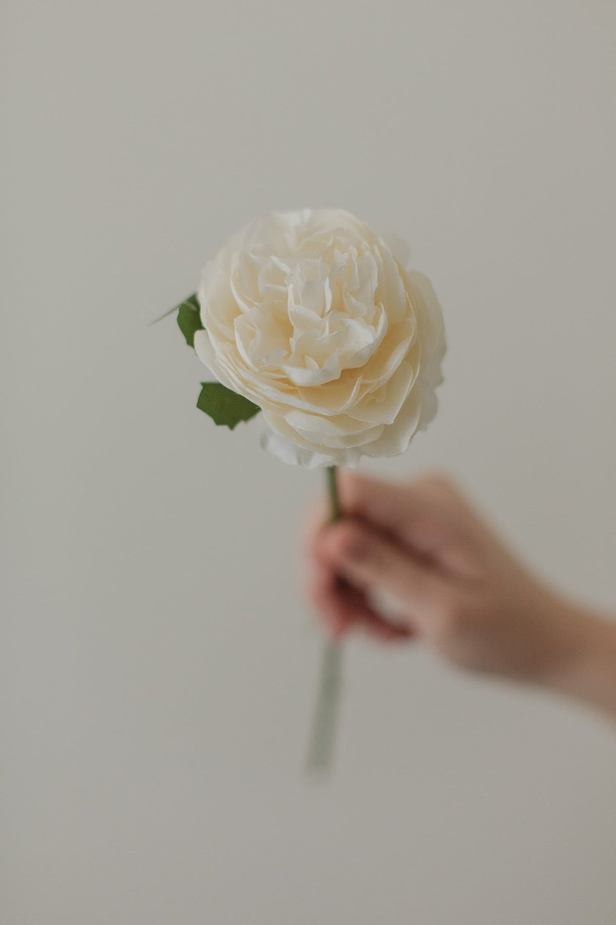 English Rose