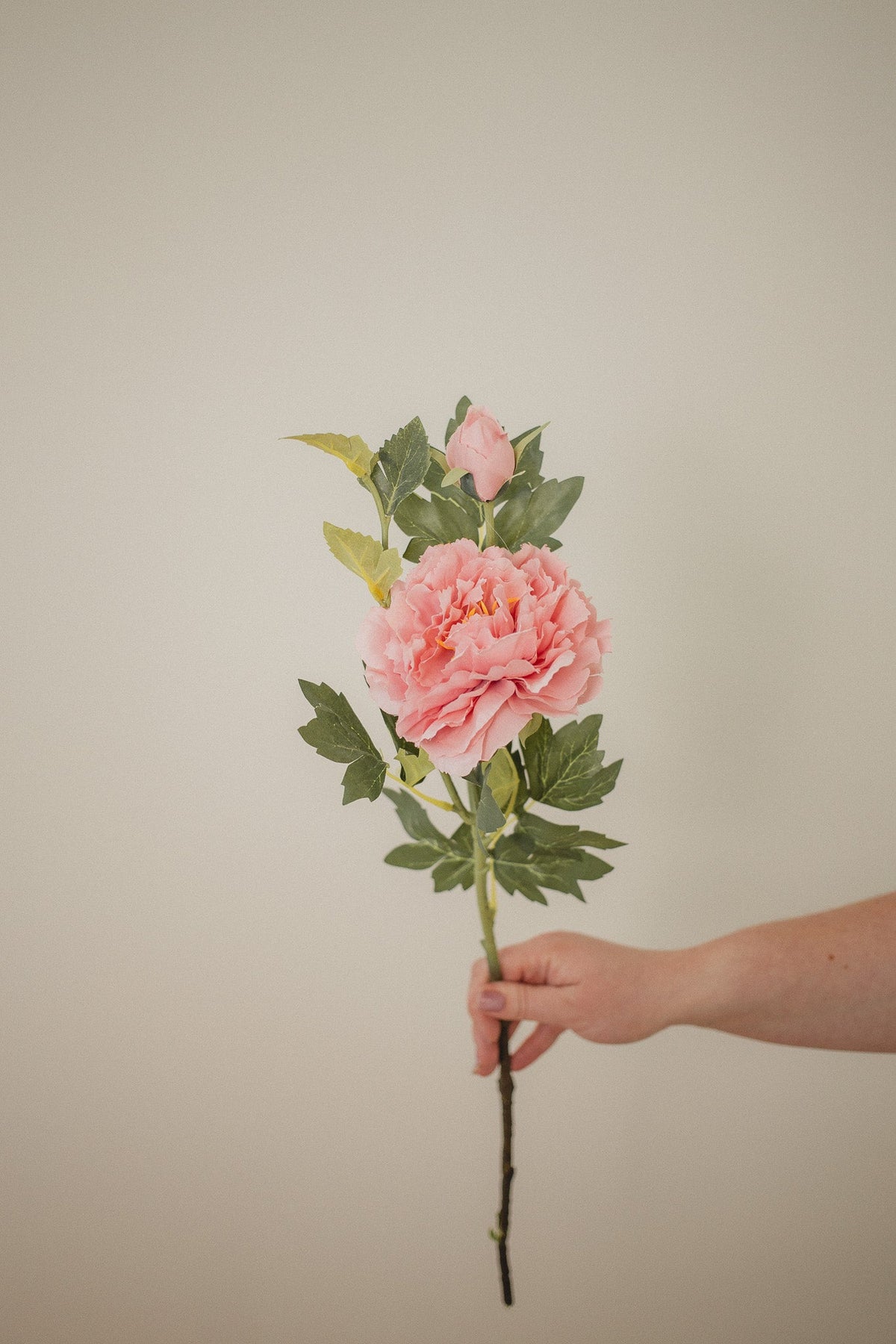 Mountain Peony