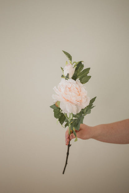 Mountain Peony
