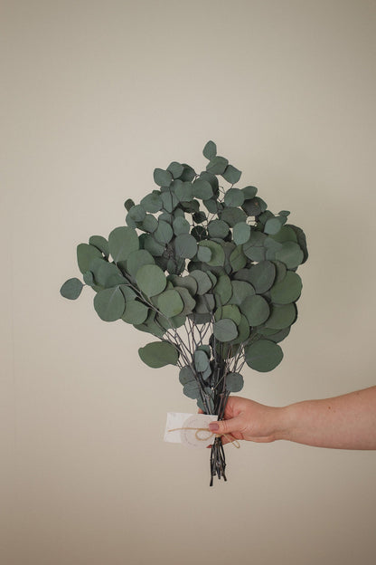 Italian Silver Dollar Eucalyptus
