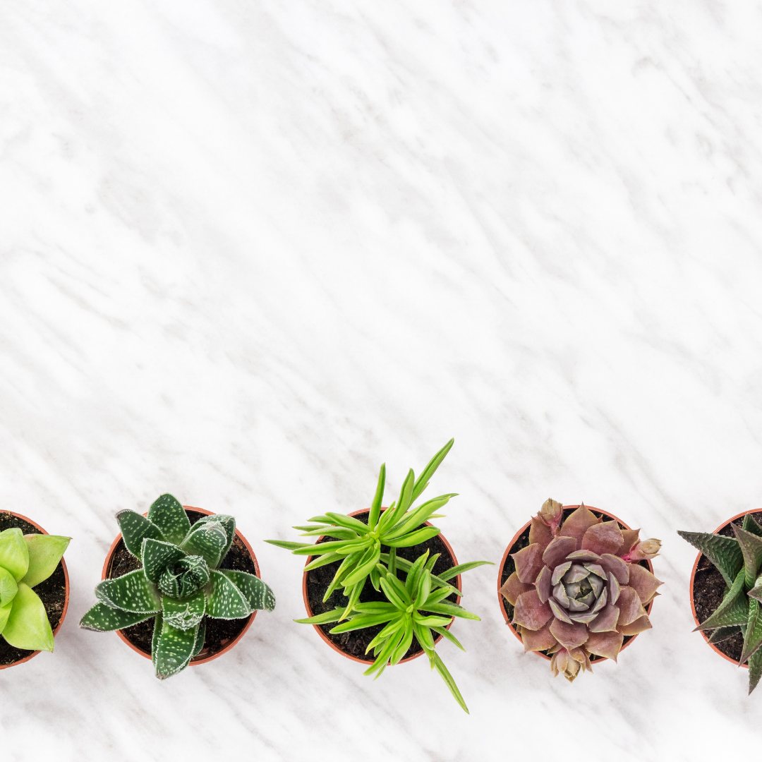 30 succulentes assorties colorées de 3,8 cm - Cadeaux pour événements