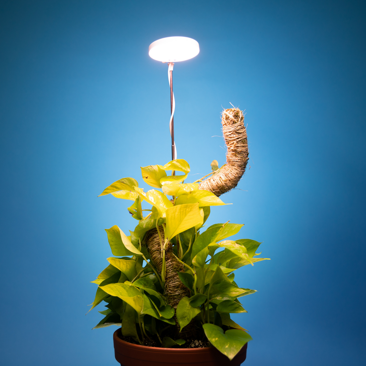 28" Adjustable LED Plant Light