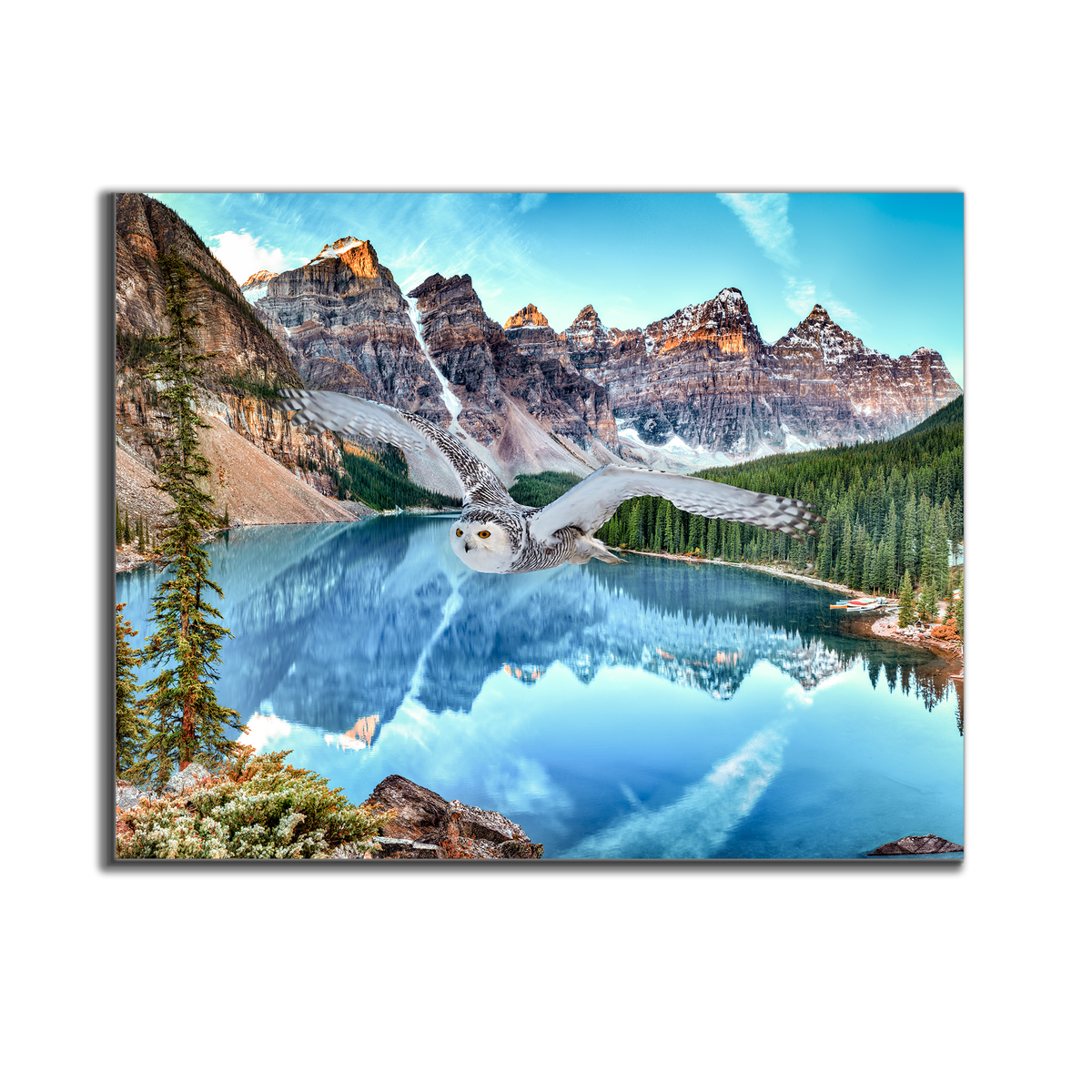 Toile d'art animalier - Harfang des neiges à Banff - Œuvre imprimée