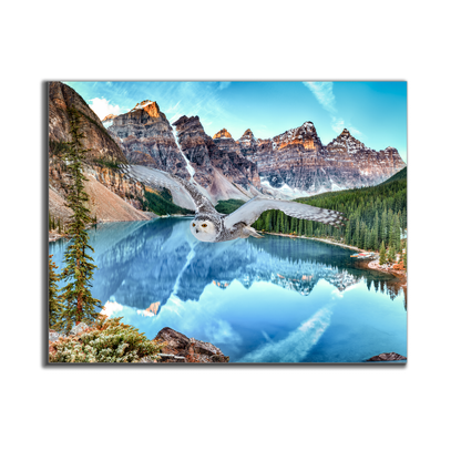 Toile d'art animalier - Harfang des neiges à Banff - Œuvre imprimée