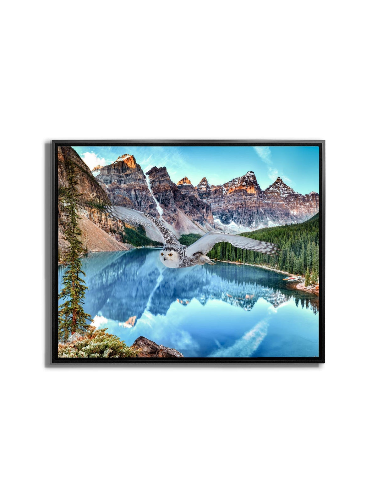 Toile d'art animalier - Harfang des neiges à Banff - Œuvre imprimée