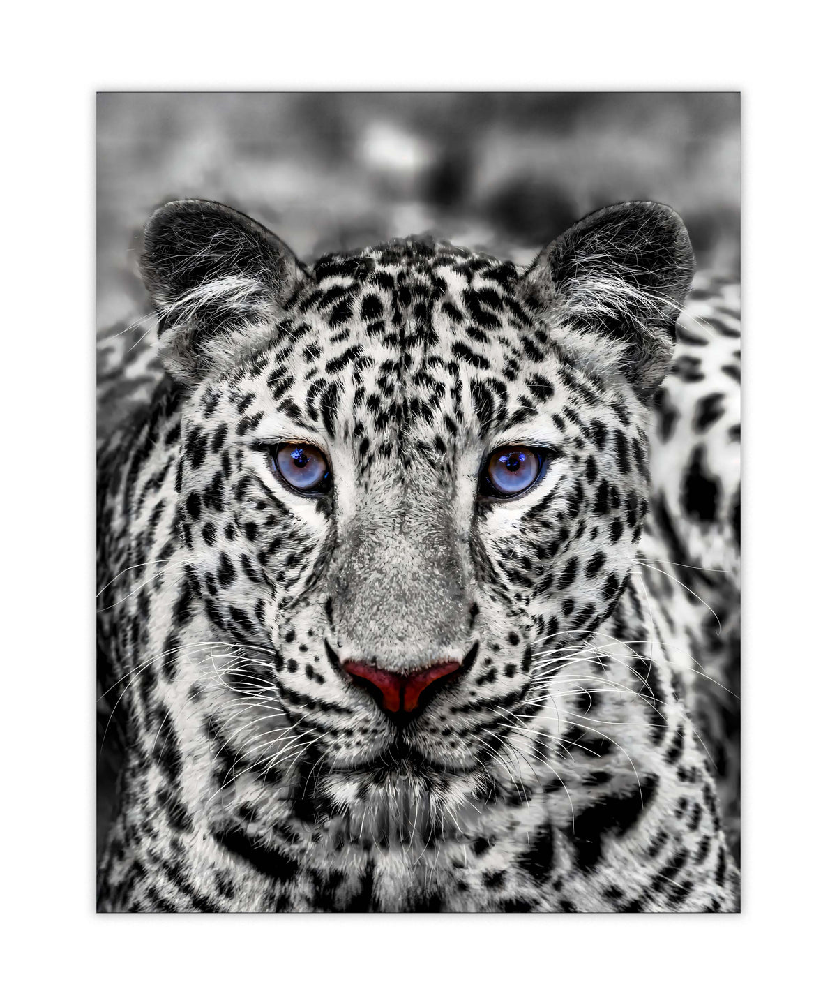 Décoration murale-Tigre blanc aux yeux bleus- Décoration sur le thème de la faune et la flore