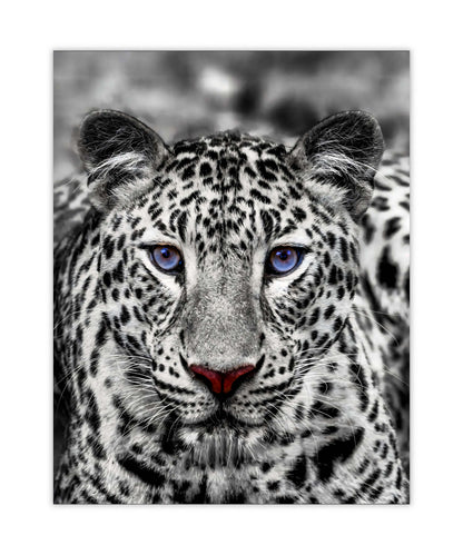Décoration murale-Tigre blanc aux yeux bleus- Décoration sur le thème de la faune et la flore