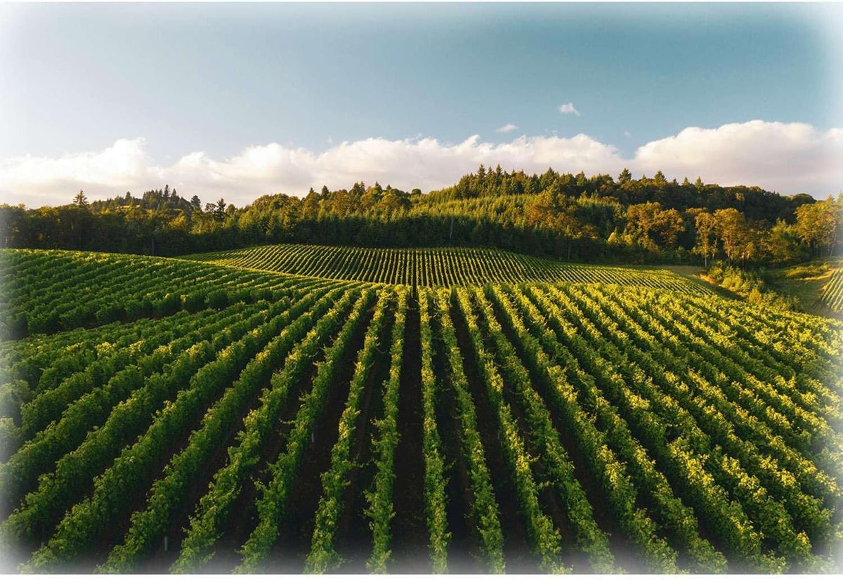 Hoffman Fabrics - Dans la Vigne - Panneau