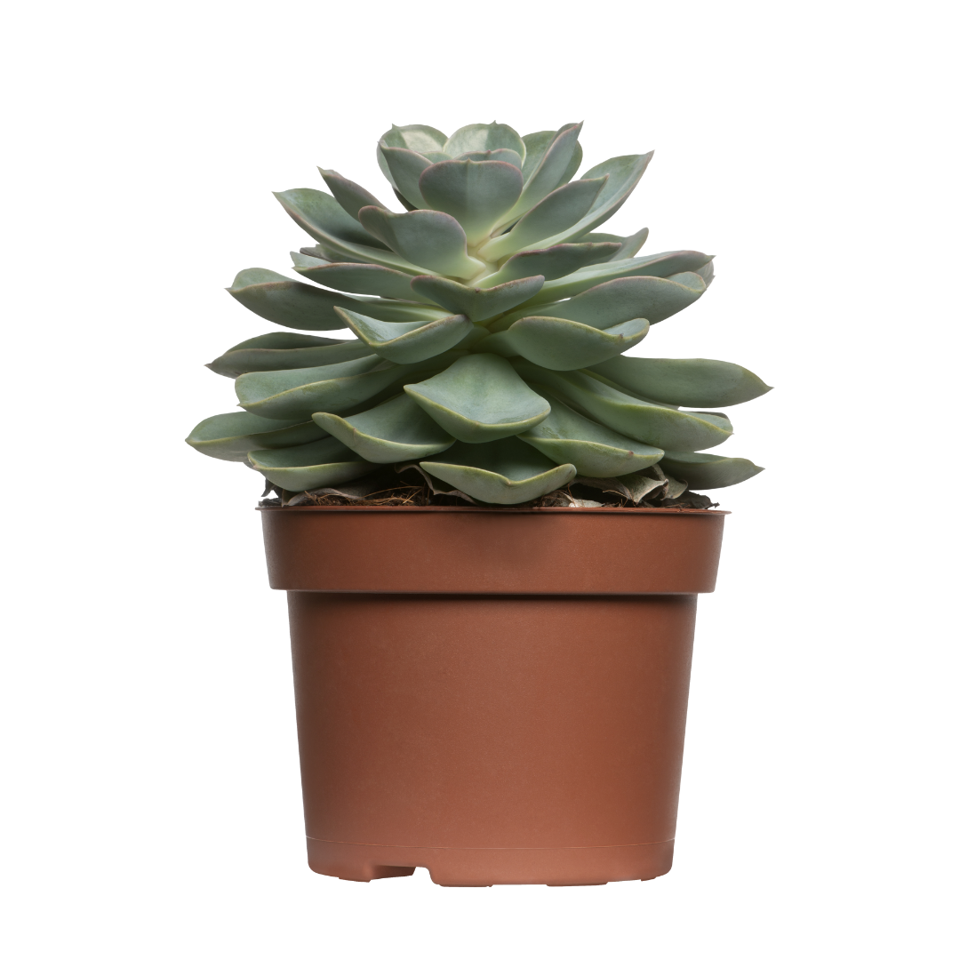 30 succulentes assorties colorées de 3,8 cm - Cadeaux pour événements