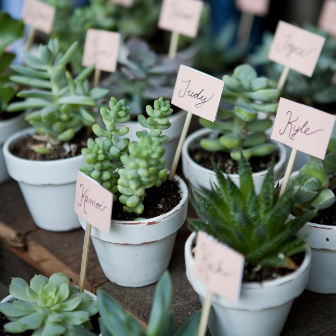 30 succulentes assorties colorées de 3,8 cm - Cadeaux pour événements