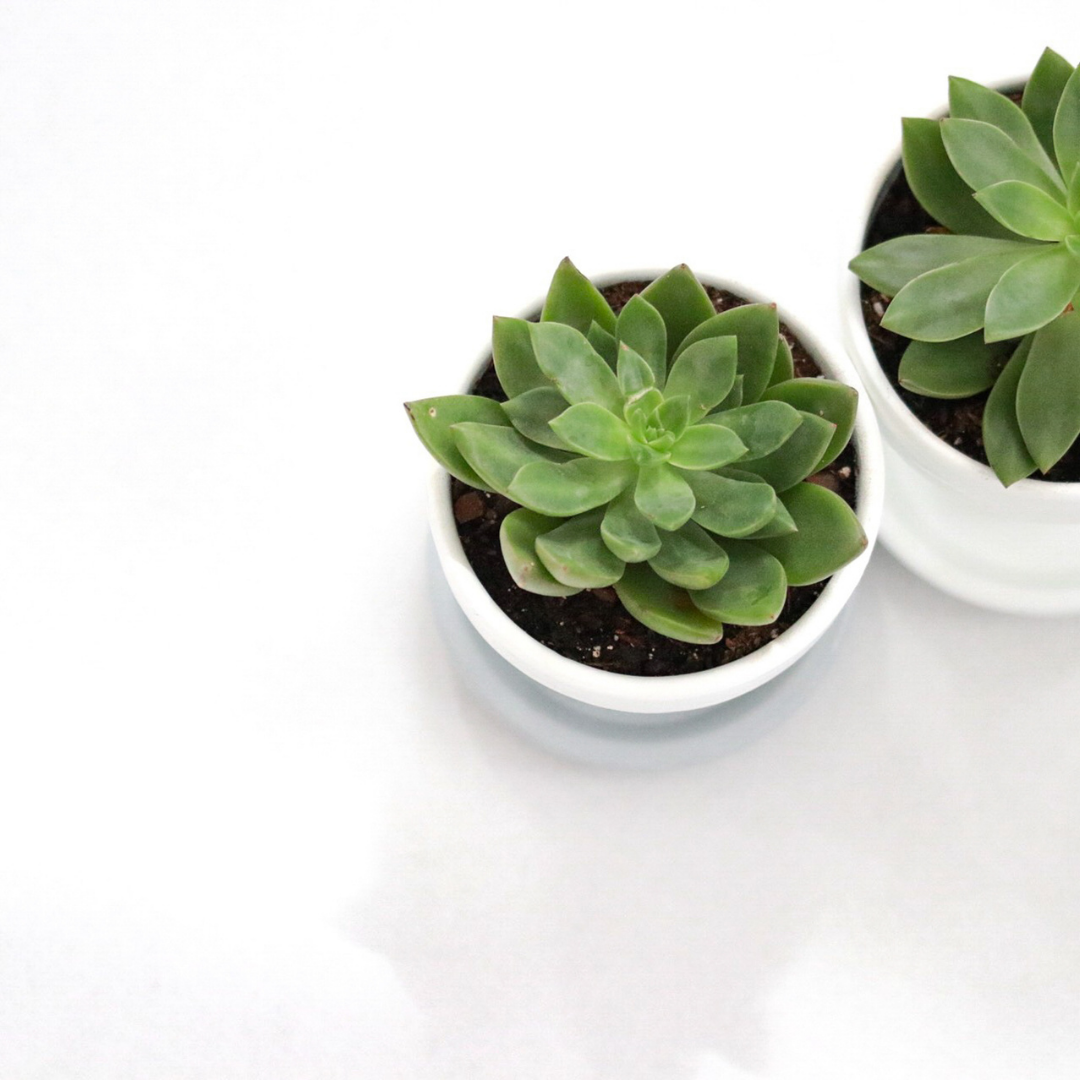 30 succulentes assorties colorées de 3,8 cm - Cadeaux pour événements