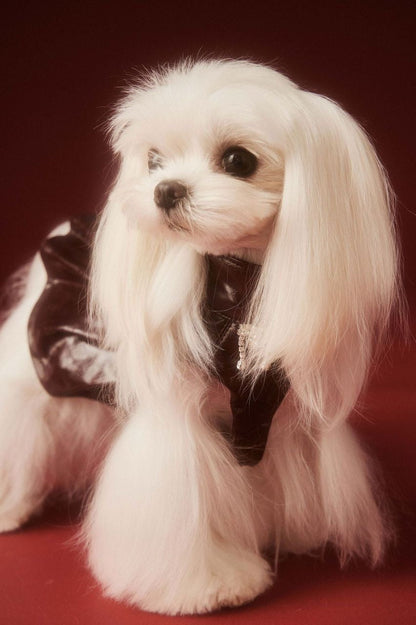 Robe pour chien Donna | Robe pour chien pour les occasions spéciales