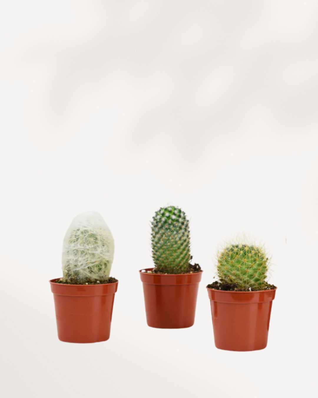 Boîte mystère de cactus