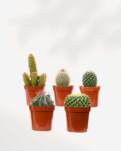 Boîte mystère de cactus