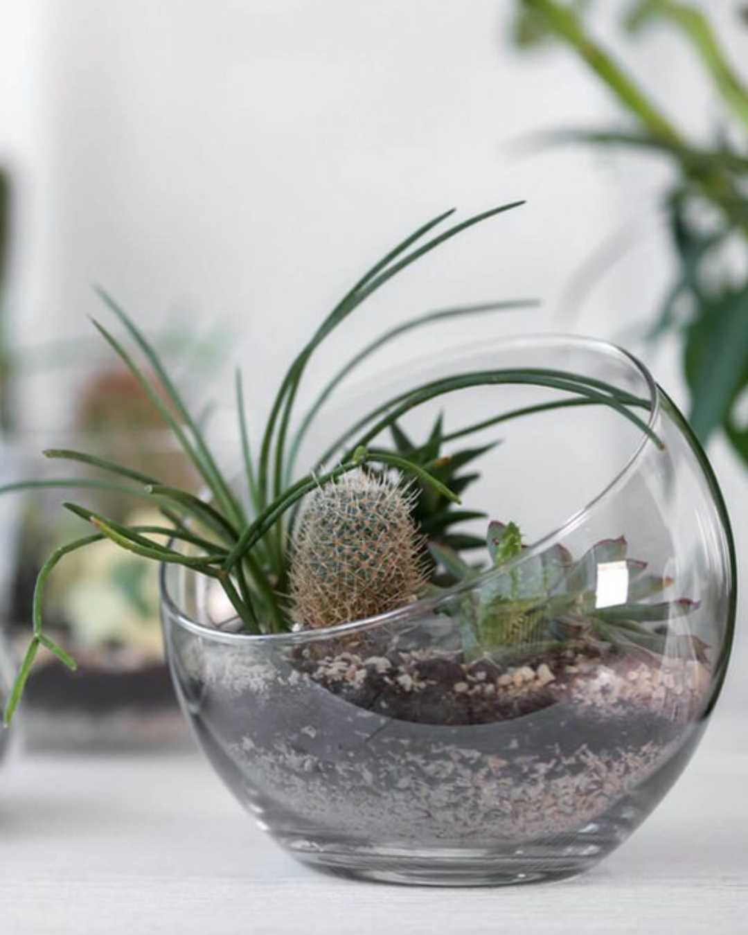 Boîte mystère de cactus