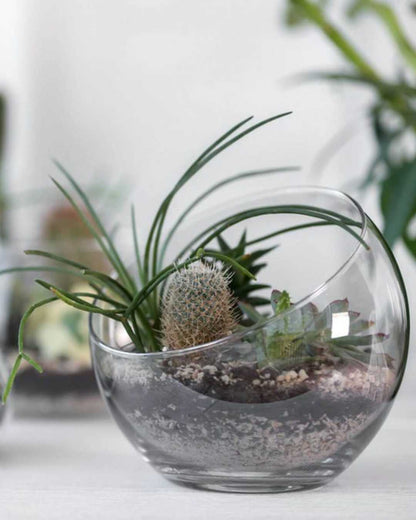 Boîte mystère de cactus