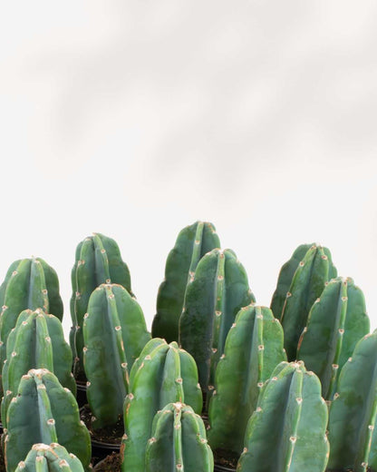 Cactus câlin