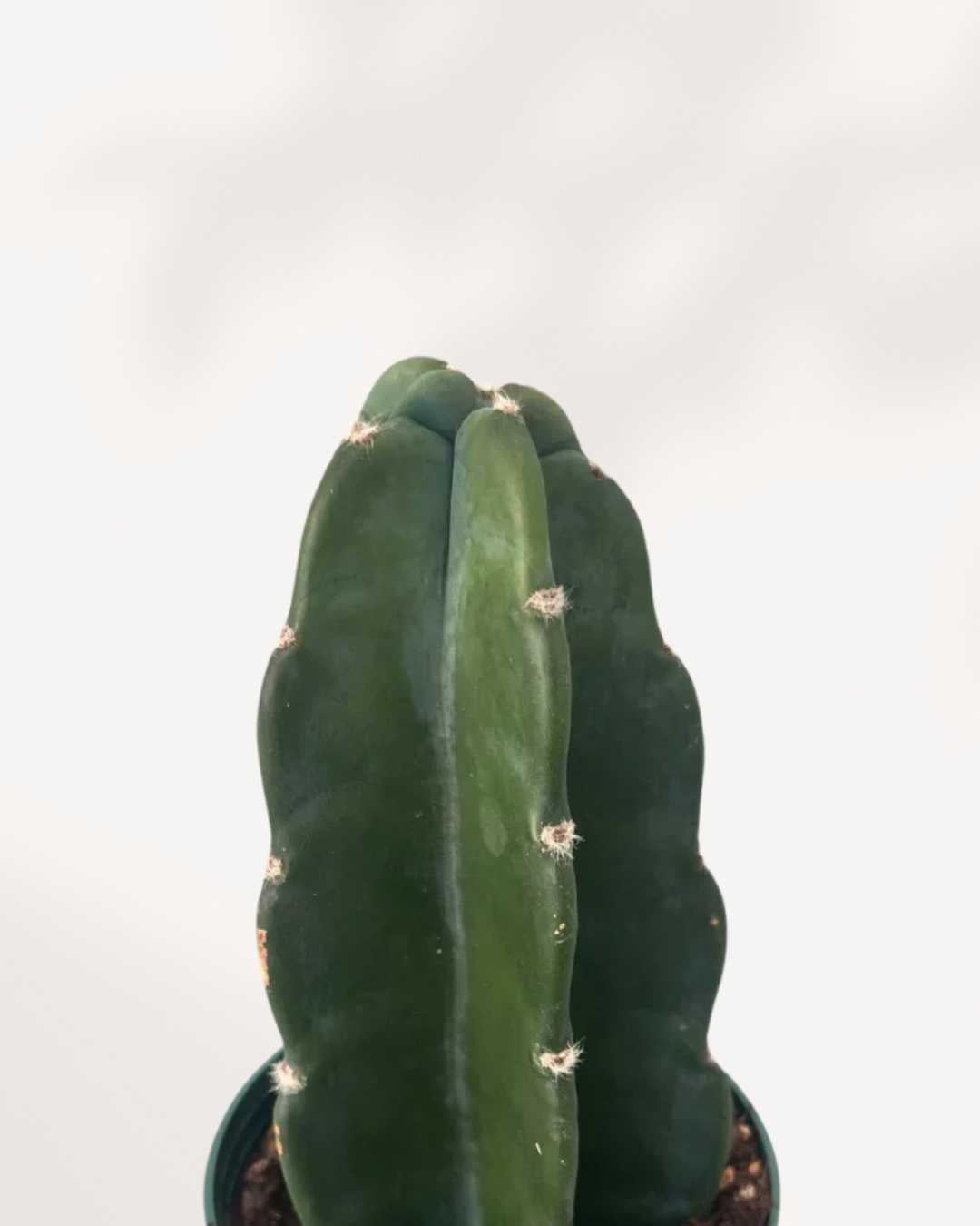 Cactus câlin