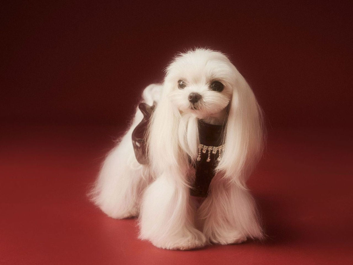 Robe pour chien Donna | Robe pour chien pour les occasions spéciales