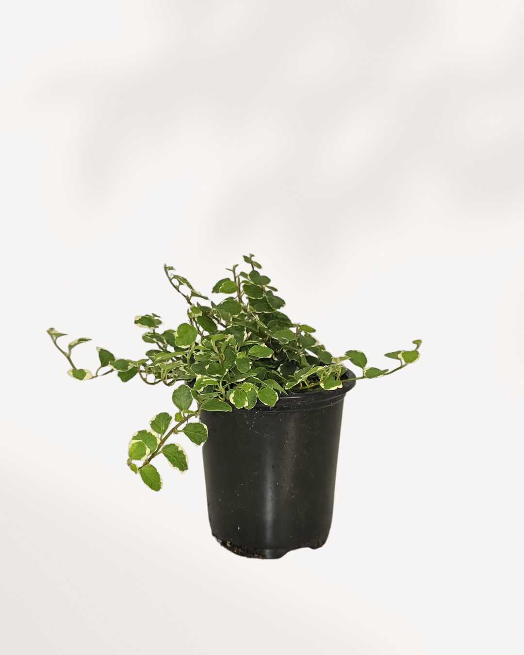 Ficus rampant