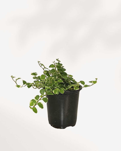 Ficus rampant