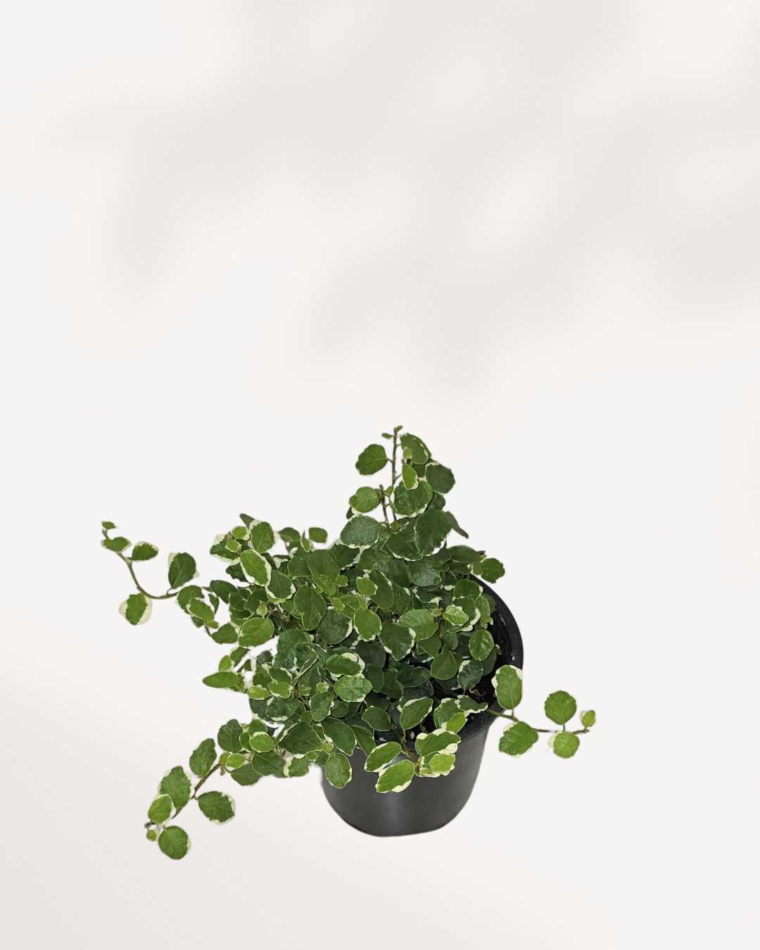 Ficus rampant