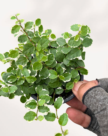 Ficus rampant