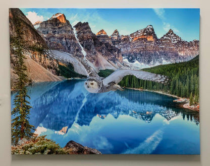 Toile d'art animalier - Harfang des neiges à Banff - Œuvre imprimée