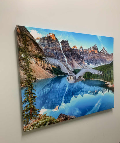 Toile d'art animalier - Harfang des neiges à Banff - Œuvre imprimée