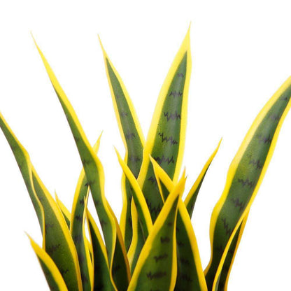 Luis Sansevieria artificiel serpent, plante en pot jaune et vert 66 cm