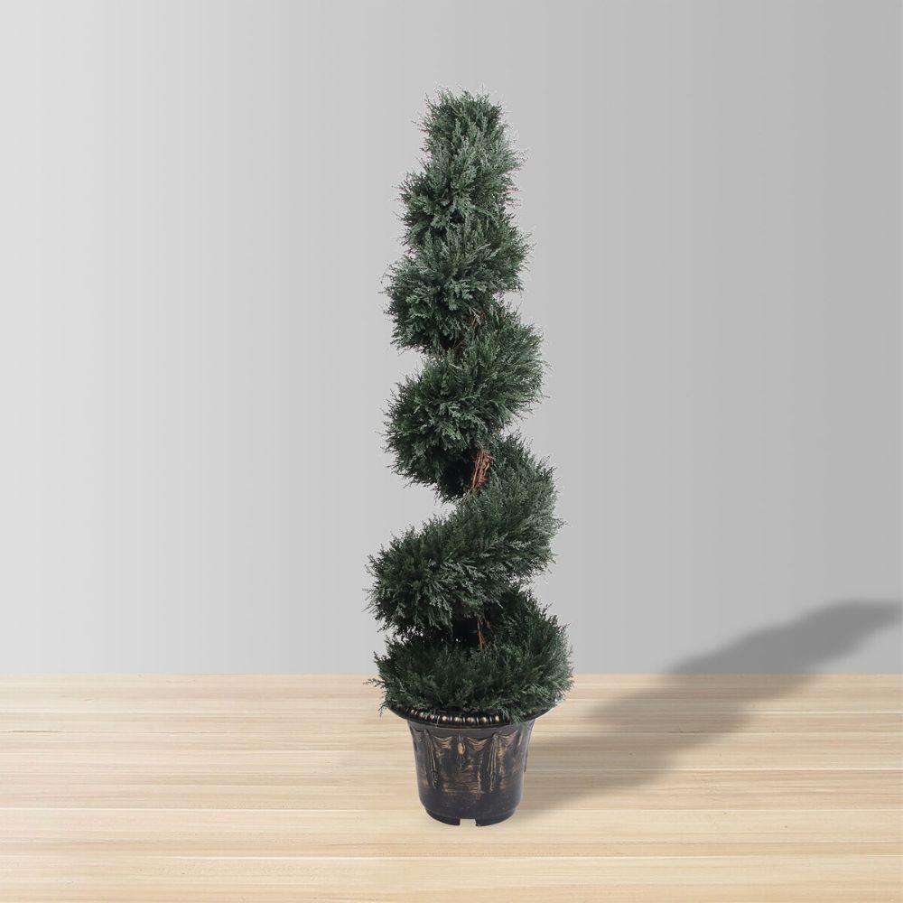 Plante d'Artifice Perth en Buis Spirale en Pot (Plusieurs Tailles)