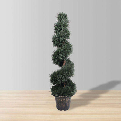 Plante d'Artifice Perth en Buis Spirale en Pot (Plusieurs Tailles)