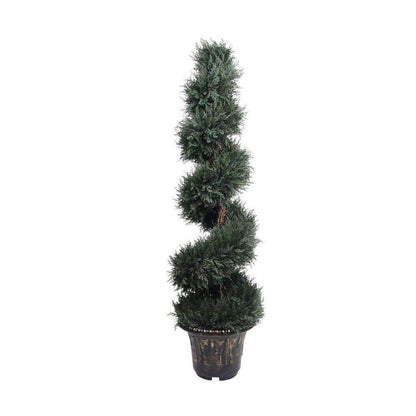 Plante d'Artifice Perth en Buis Spirale en Pot (Plusieurs Tailles)