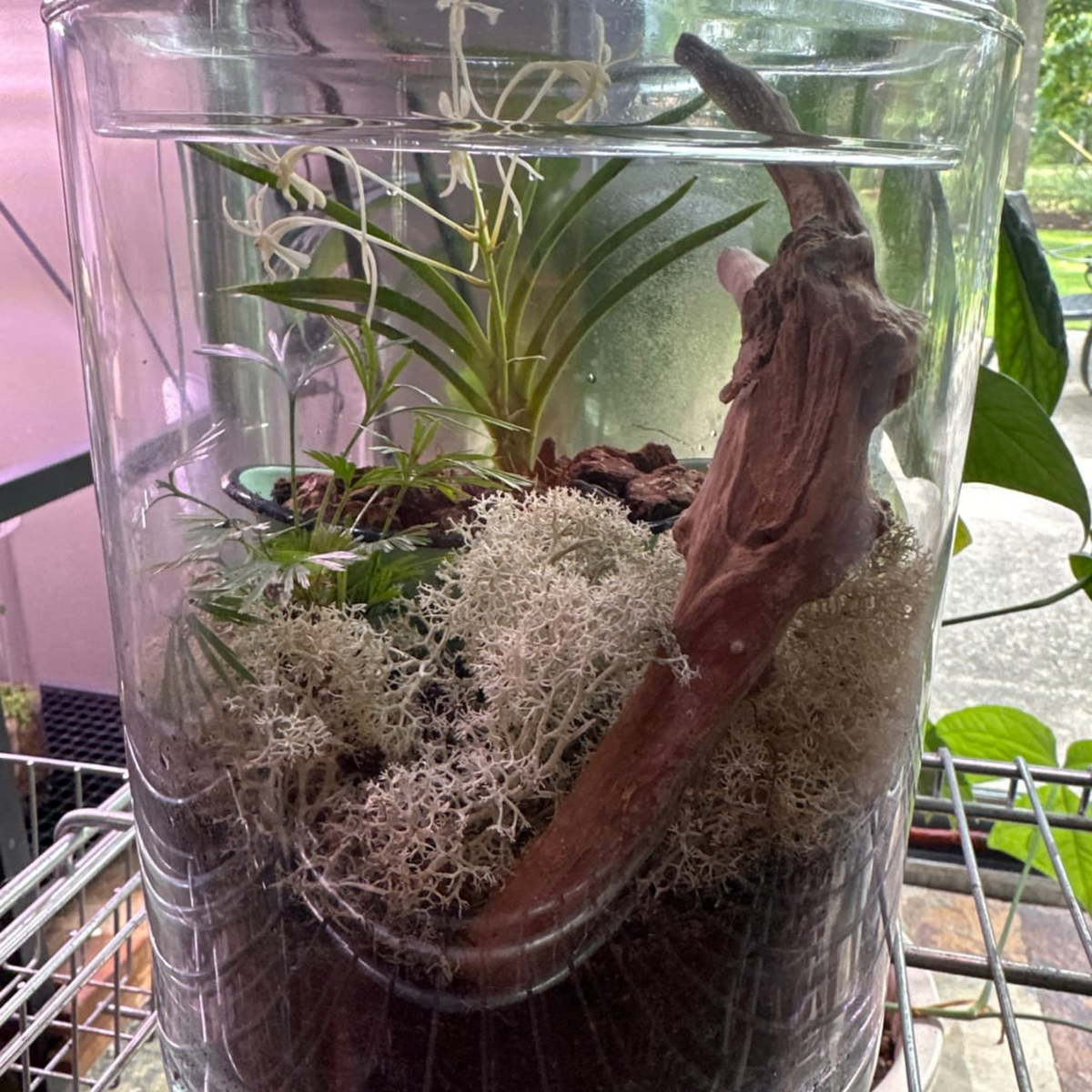Natural Canadian Reindeer Moss - Revita™-Moss