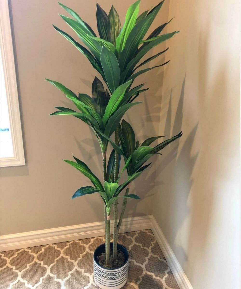 Samy Dracaena Fragrans Artificiel en Pot 129,5 cm