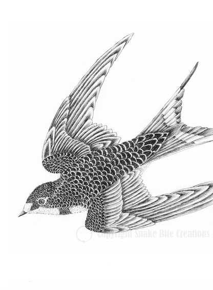 Swallow Card
