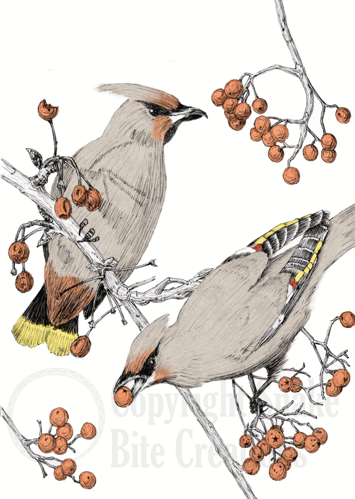 Bohemian Waxwing Wordless Card