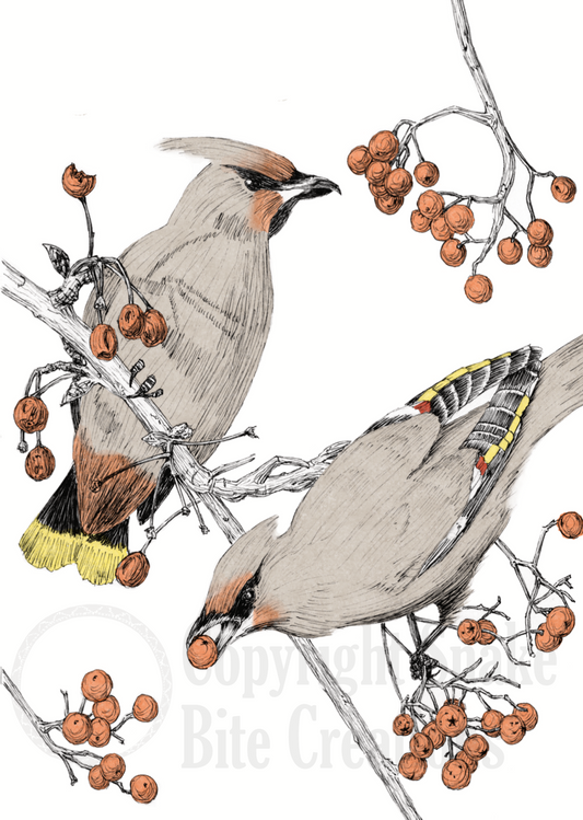 Bohemian Waxwing Wordless Card