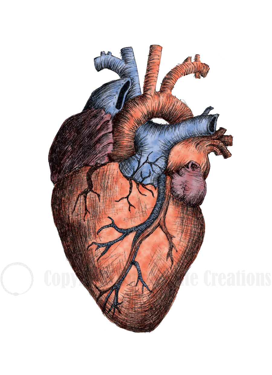 Anatomical Heart Card